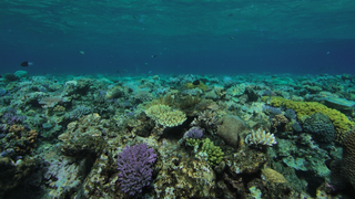 It’s Survival Of The Most Useful When Protecting Species